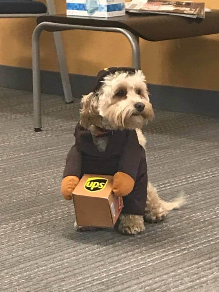 Patron the dog dressed as a UPS employee carrying a small package